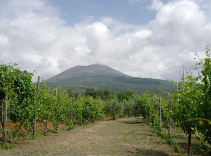 Ercolano vineyards, view cellar wine tasting and brunch - Key Points