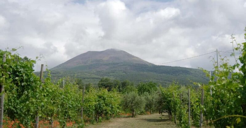 Ercolano vineyards, view cellar wine tasting and brunch - Practicalities of the Two-Hour Experience