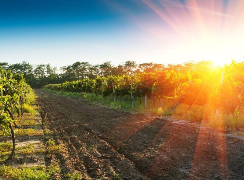 Ercolano vineyards, view cellar wine tasting and brunch - The Quality and Reception of This Tour