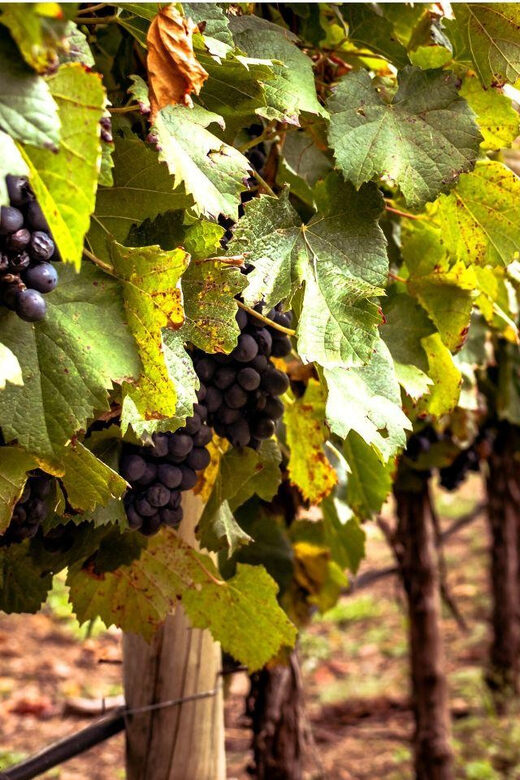 Ercolano vineyards, view cellar wine tasting and brunch - Comparing This Experience to Other Regional Tours