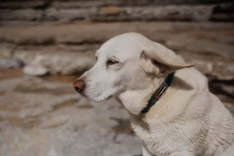 Ericeira: 2h Surfing Lesson - Frequently Asked Questions