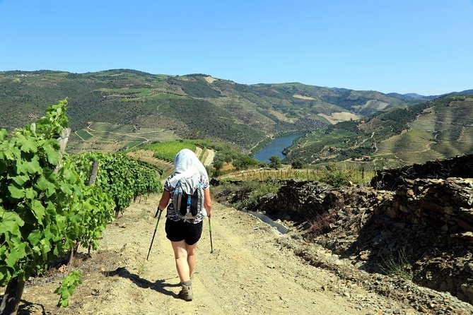 Ervedosa do Douro Walking Tour - Scenic Vineyards and Vine Terraces of Douro
