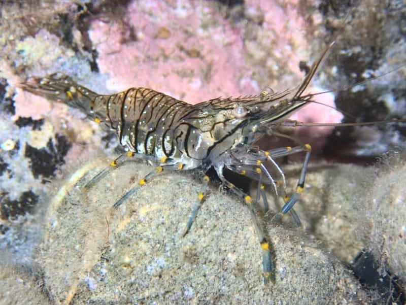 Es Grau:Private Snorkeling Experience with Picnic and Drinks - Coastal Scenery and Wildlife Viewing on the Way to Fornells