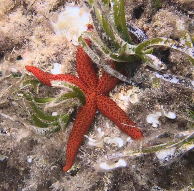 Es Grau:Private Snorkeling Experience with Picnic and Drinks - Fornells: Picnic and Marine Life Viewing