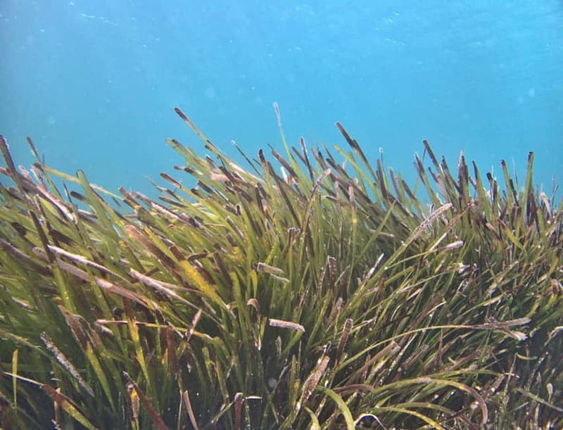 Es Grau:Private Snorkeling Experience with Picnic and Drinks - Return Journey on the Speedboat