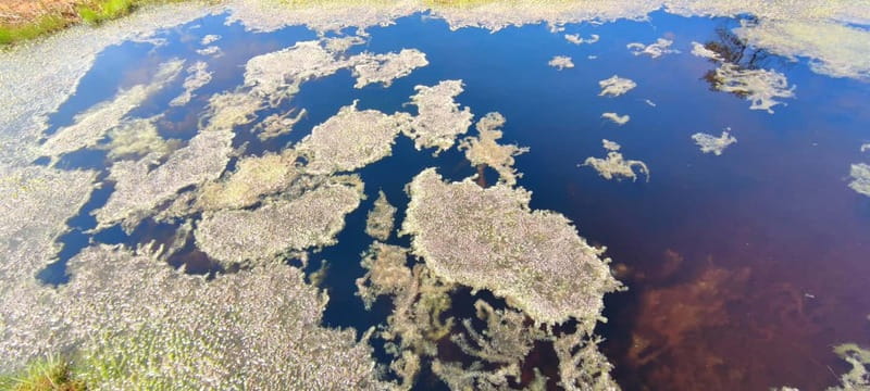 Escape from Tallinn Hike, Swim, Forage & Cuddle Sled Dogs - Explore Estonia’s Natural Beauty on a 3.5-Hour Eco-Friendly Tour from Tallinn