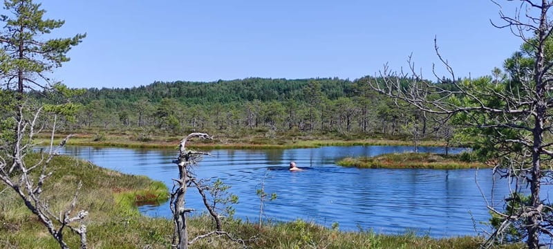 Escape from Tallinn Hike, Swim, Forage & Cuddle Sled Dogs - Key Points