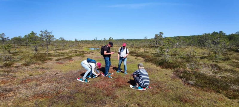 Escape from Tallinn Hike, Swim, Forage & Cuddle Sled Dogs - Guided Forest and Wetland Hike with Bogshoes