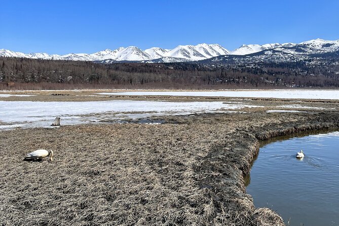 Escaping Anchorage Spring Wildlife Tour - Up Close with Alaska’s Indigenous Wildlife at the Conservation Center