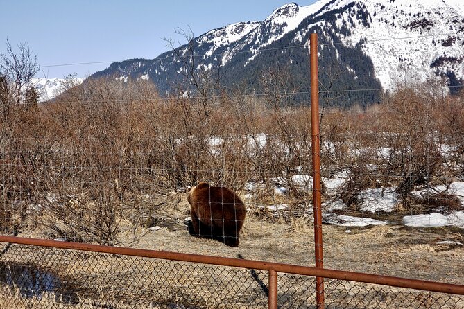 Escaping Anchorage Spring Wildlife Tour - Who Should Consider This Tour