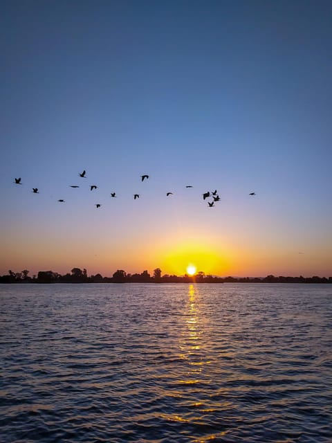 Escaroupim: 1 hour boat trip, guided tour - Birdwatching and Wildlife Encounters