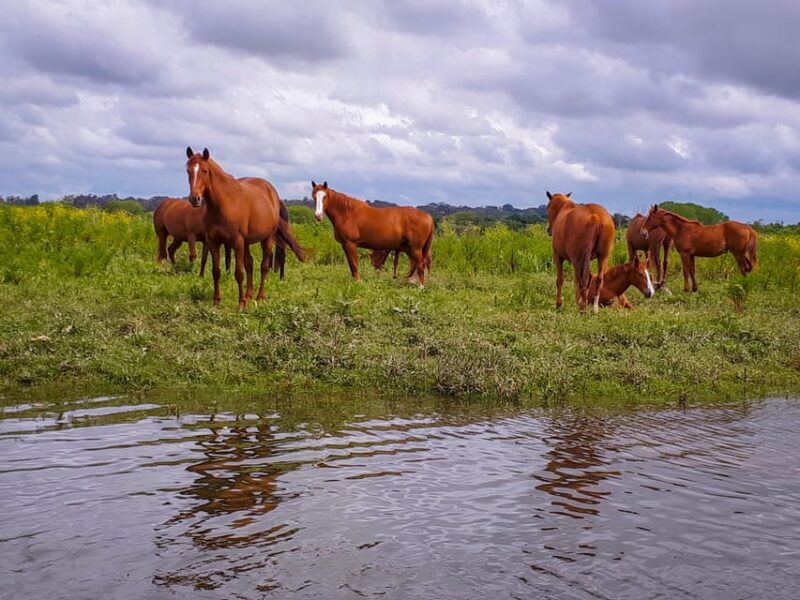 Escaroupim: 1 hour boat trip, guided tour - Value and Overall Impression