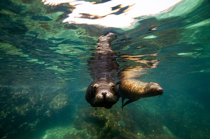 Espíritu Santo Island snorkel and sightseeing tour on Small Group - Snorkeling at the Best Spots