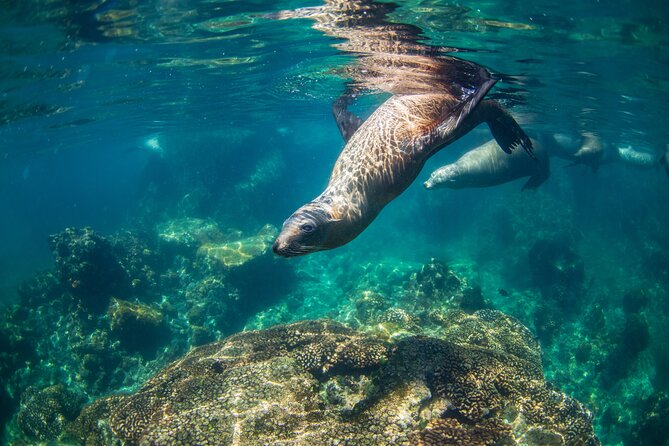 Espiritu Santo Island Snorkel & Sea Lion Adventure - Snorkeling with Playful Sea Lions at Isla los Islotes