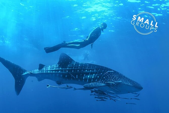 Espíritu Santo Island: snorkel SEA LIONS and Balandra Small Group - Key Points