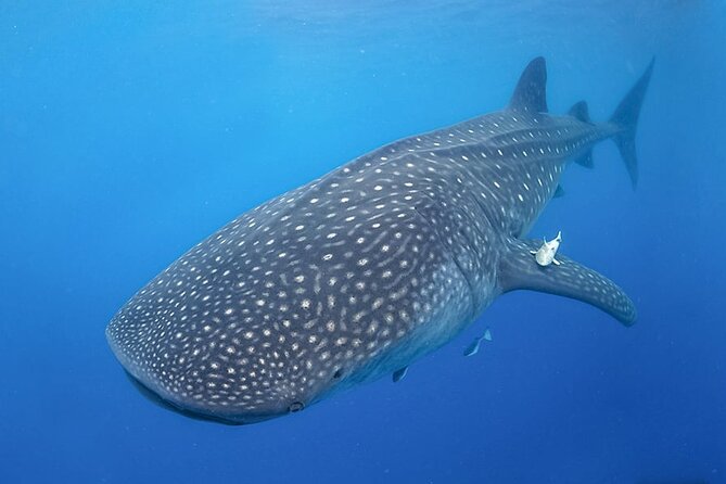 Espíritu Santo Island: snorkel SEA LIONS and Balandra Small Group - Logistics: Transportation, Group Size, and Meeting Points
