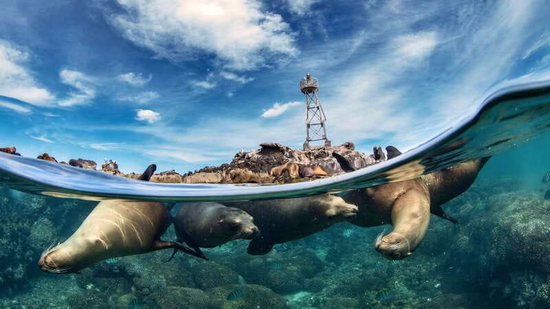 Espiritu Santo Island: Snorkeling Sea Lion Adventure - Key Points