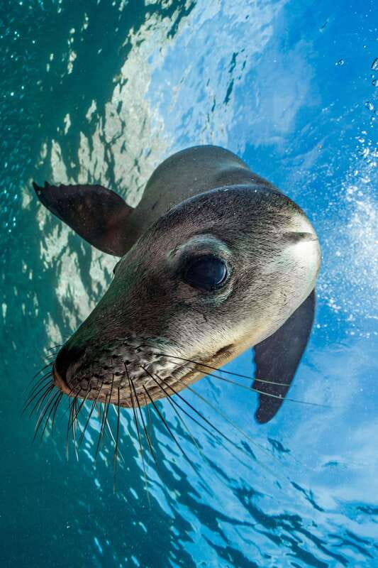 Espiritu Santo Island: Snorkeling Sea Lion Adventure - Who Will Enjoy This Tour Most?