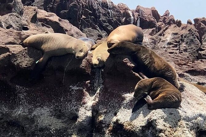Espiritu Santo Island Tour - Snorkeling with Playful Sea Lions on the Isles