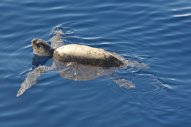 Espiritu Santo Island Tour - Enjoying a Mexican Lunch in Paradise