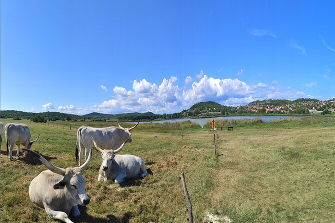 Essence of Hungarian Rural Beauty: 5 Hour Balaton Private Tour - Scenic Drive to Lake Balaton and the Ferry Crossings