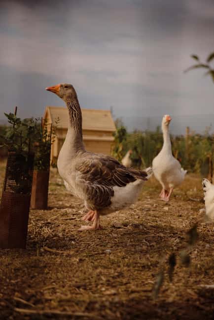 Estate tour and tasting - Discover the Organic Estate in South of France for $23