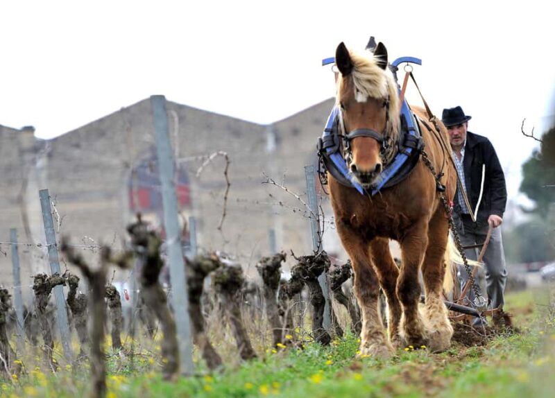 Estate tour and tasting - Key Points