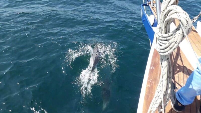 Estepona: Dolphin Watching Sailboat Cruise with Drink - The Boat: Comfort and Atmosphere