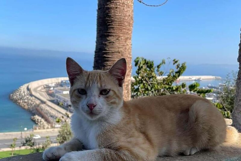 Estepona Private Tour of Tangier included Ferry ticket - Scenic Walks, Cultural Insights, and the Medina Tour