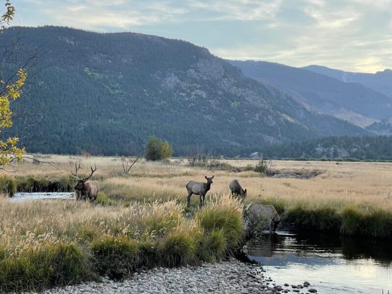 Estes Park: Guided Elk Rut Tour - Discover the Unique Elk Rut Experience in Estes Park