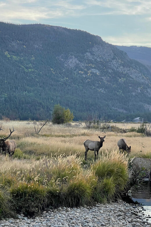 Estes Park: Guided Elk Rut Tour - When and How to Join the Tour