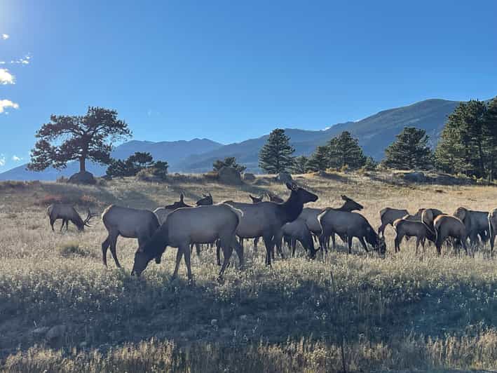 Estes Park: Guided Elk Rut Tour - Comparing Similar Rocky Mountain Tours