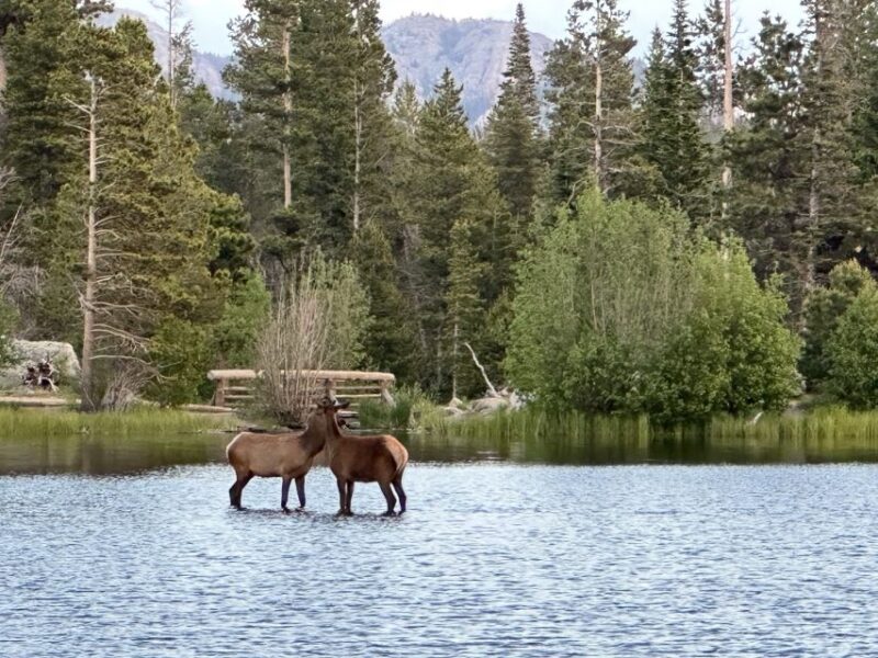 Estes Park: Rocky Mountain National Park Glass-Top Bus Tour - Visiting the Alpine Visitor Center at 11,796 Feet