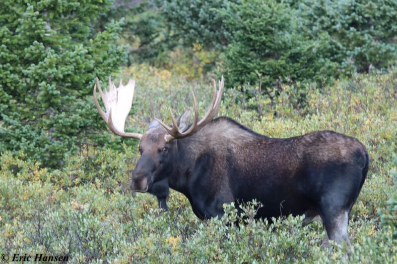 Estes Park: Rocky Mountain National Park Safari Tour - Wildlife Spotting Opportunities