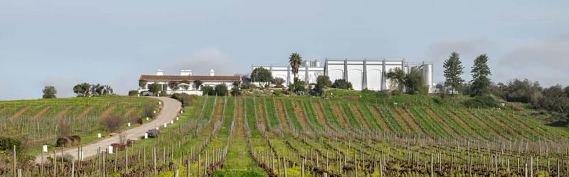 Estremoz, Alentejo, Portugal: Wine tour & Wine tasting - Tasting Regional Wines with Local Products