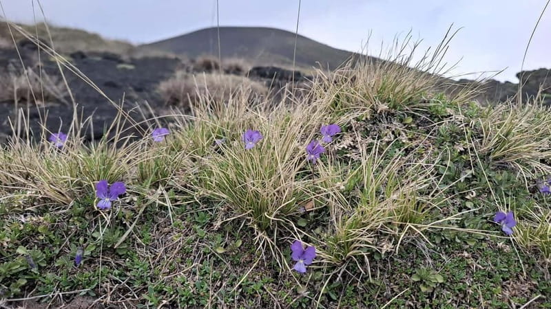 Etna: 2002 Eruption Craters Guided Hiking Tour - Practical Details and What to Bring