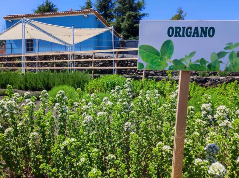 Etna Aromatic Experience: Scents of Sicily and Signature Flavors - Scenic Views of Mount Etna During the Tour