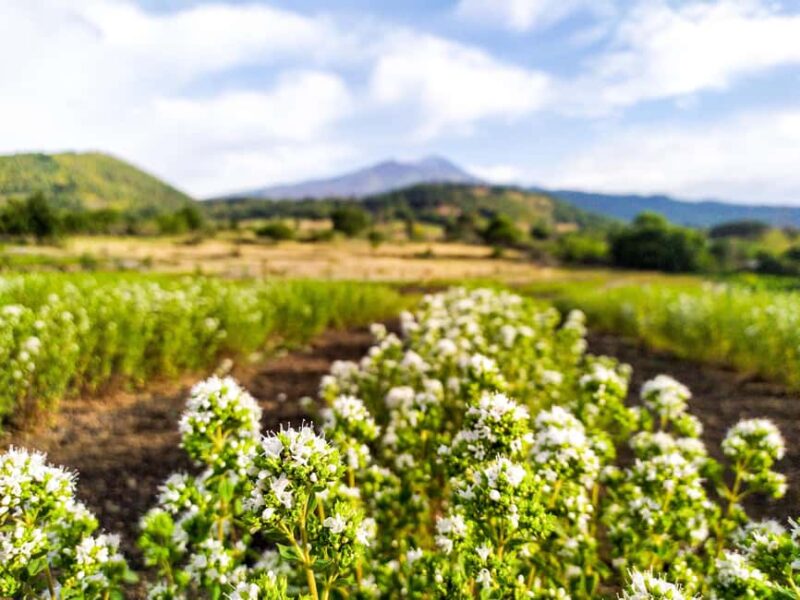 Etna Aromatic Experience: Scents of Sicily and Signature Flavors - Educational Moment with Videos and Images