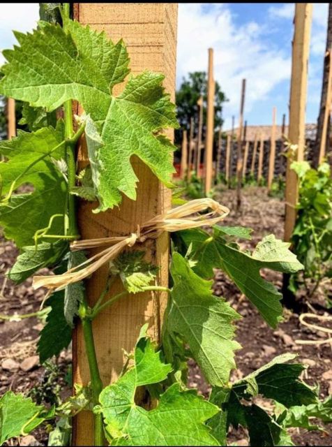 Etna DOC: Board of local products with Tasting of Etna Wines - Final Thoughts on the Etna DOC Wine and Local Products Board Tour