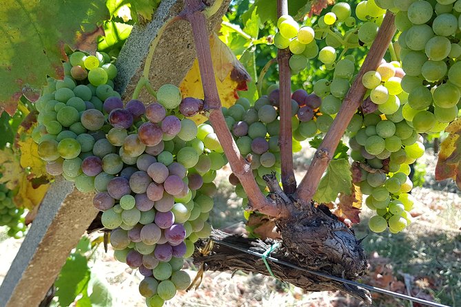 Etna DOC & Organic Wine tasting and tour of the 1815 historic winery - Exploring the Historic Cellar and Vineyard