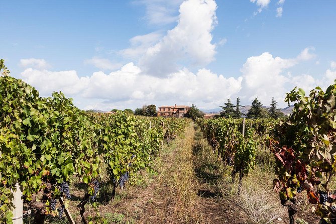 Etna DOC & Organic Wine tasting and tour of the 1815 historic winery - Personal Touch from Knowledgeable Guides