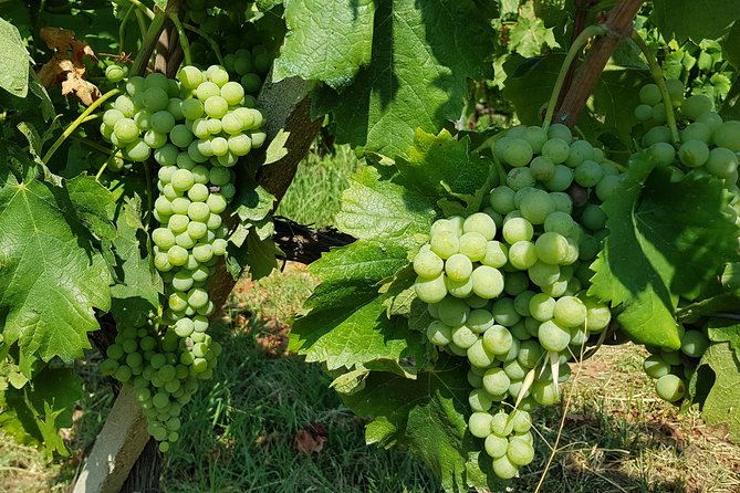 Etna DOC & Organic Wine tasting and tour of the 1815 historic winery - Logistics and Location Convenience