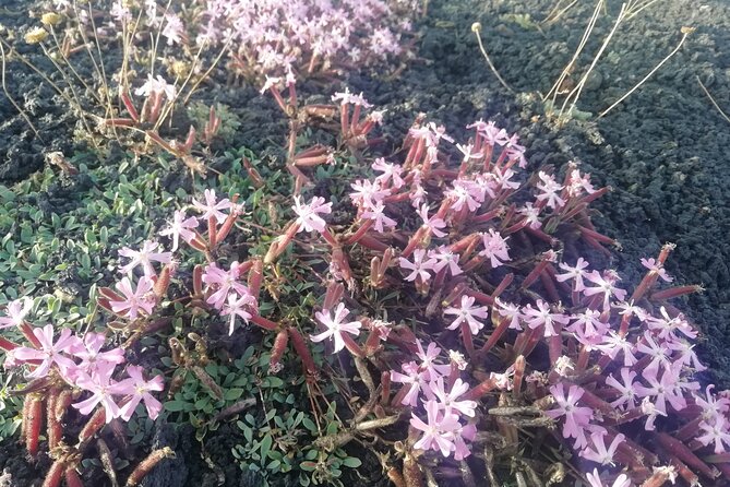 Etna Morning Tour, caves and craters - Visiting the Tourist Station of Etna North