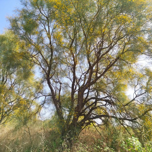 Etna Morning Tour, caves and craters - Key Points