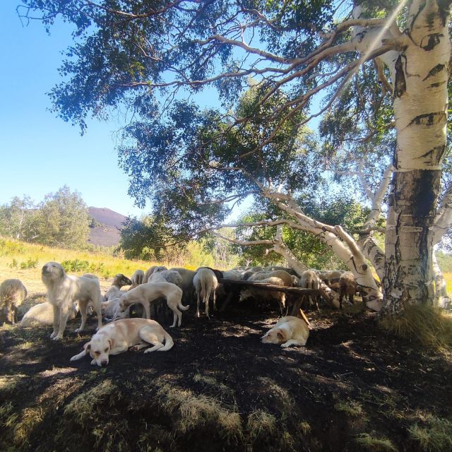Etna Morning Tour, caves and craters - Panoramic Walk Across Lava Fields