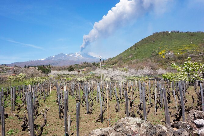 Etna Private tour from Messina Cruise Terminal + Lunch at Winery - Lunch at a Vineyard with Stunning Views