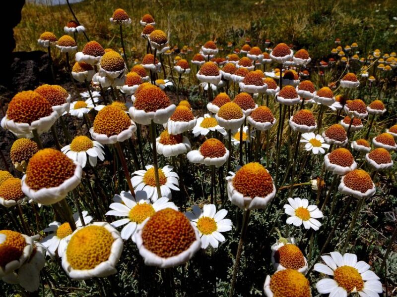 Etna Southern Slope Guided Easy Trek - Reaching the Fracture and the 1766 Craters