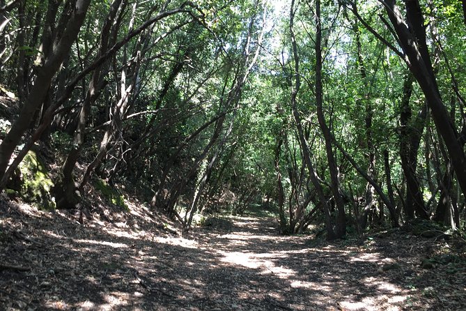 Etna Tour for Cruises (from the port of Catania) - Colata Lavica 1992: Witnessing Recent Lava Flows