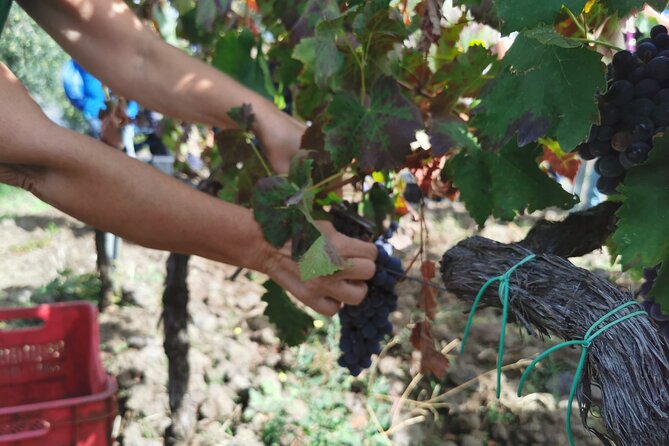 Etna Wine And Taormina From Messina - Exploring Mount Etna’s Spectacular Scenery