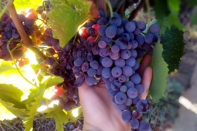 Etna Wineries Tour - Small Groups from Taormina - Pacing and Duration - Managing the 8-Hour Schedule